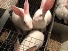 Кролики хи+ объявление продам