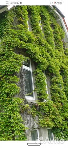 Живой кондиционер Вейчи 1+1