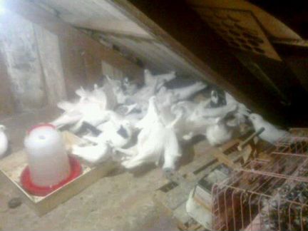 Голуби бакинцы