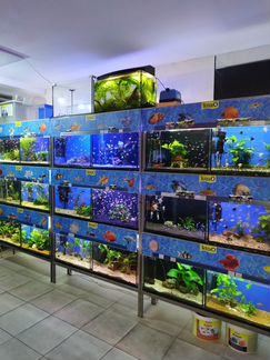 Аквариумные рыбки