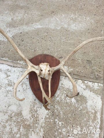 Рога оленя вешалка украшение