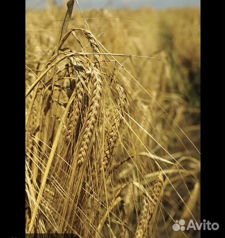 Семена ячменя бэнте