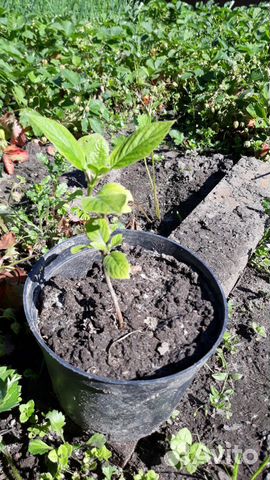 Ягодный и цветочный питомник обмен рассады