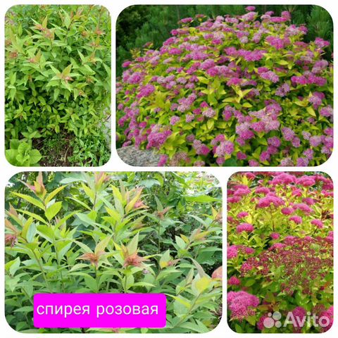 Декоративные кустарники на посадку