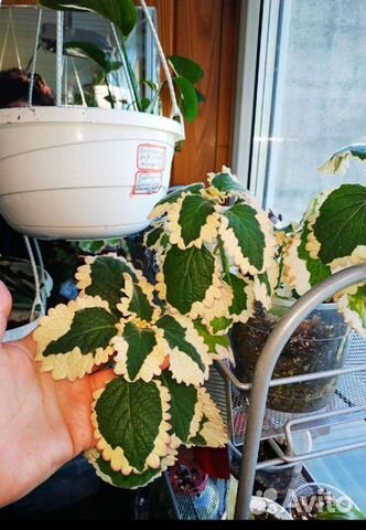 Плектрантусы вариегатные 3 вида (Комнатная мята)