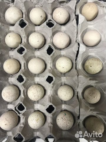 Инкубационное яйцо куропатки (кеклика)