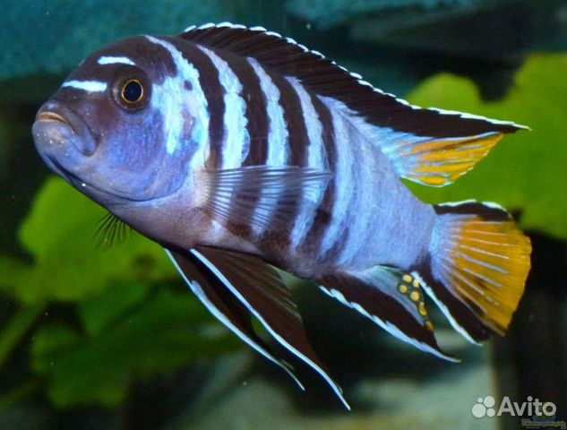 Псевдотрофеусы опт