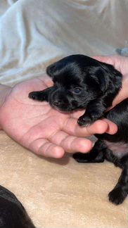 Йоркширский терьер