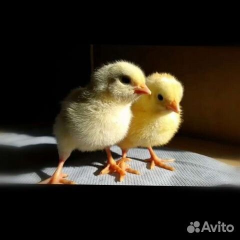 Цыплята бройлера кобб500