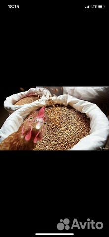 Зерно пшеница