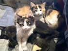 Две кошечки и котик ищут себе дом объявление продам