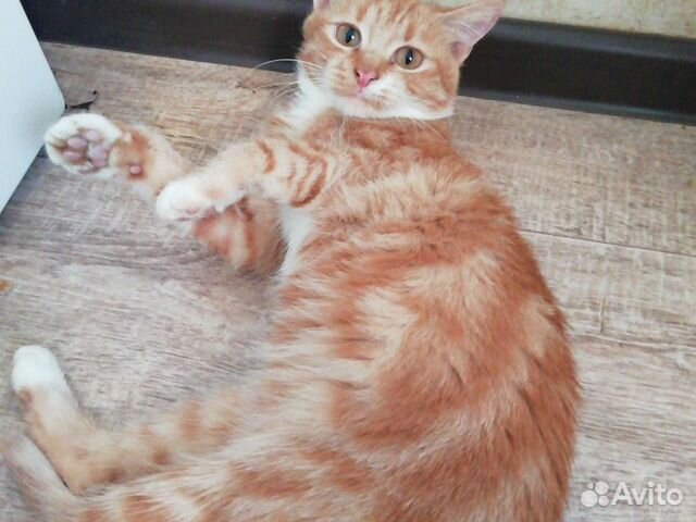 Рыженькая кошечка подросток