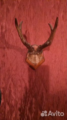 Оленьи рога