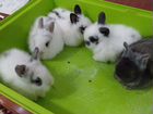 Кролики декоротивные объявление продам
