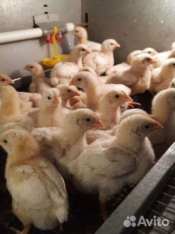 Яйцо и цыплята бройлера Кобб 500