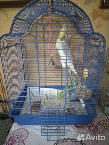 Попугай корелла с клеткой