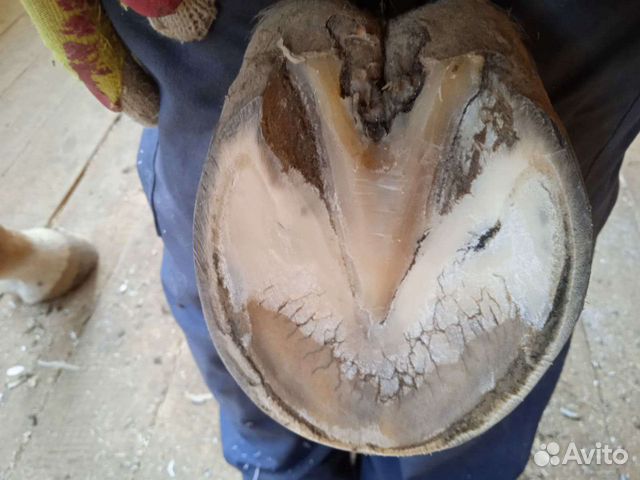 Расчистка копыт лошадей, ковка