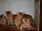 Сомалийские котята объявление продам