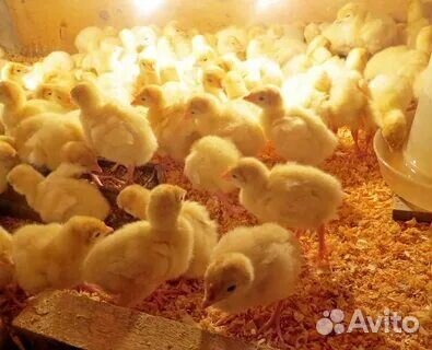 Гусята утята индюшата