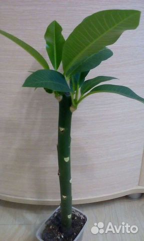 Пепино.Плюмерия. Гуава земляничная. Фейхоа