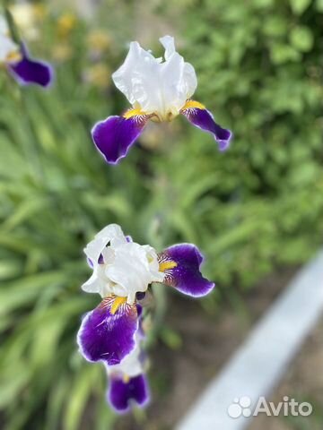 Садовые цветы на посадку