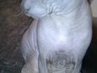 Донской сфинкс, кот, вязка объявление продам