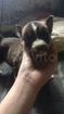 Сибирские хаски щенки объявление продам