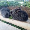 Кролики ангорские объявление продам