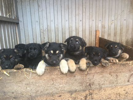 Продаются щенки восточно-европейской овчарки