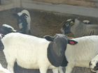Бараны, овцы,ярки, ягнята дорпер+романовская объявление продам
