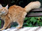 Котик мейн-кун красный тикированный 6 мес