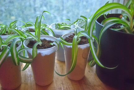 Хлорофитум кучерявый