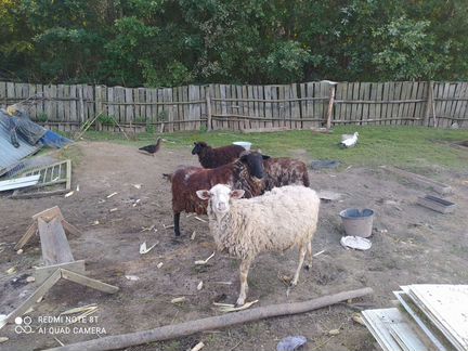 2 овцы и баран на развод - фотография № 3