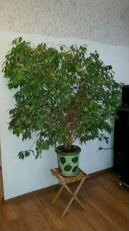 Фикус бенджамина (XL крупномер)