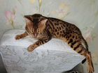 Бенгальский кот бесплатно объявление продам