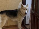 Потерялась собака в Новодмитриевской объявление продам