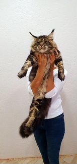 Племенной котик