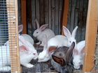 Кролики великаны объявление продам