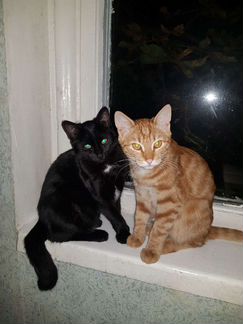 Отдам котят бесплатно