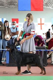 Супер-щенки ротвейлера от привозного кобеля из США