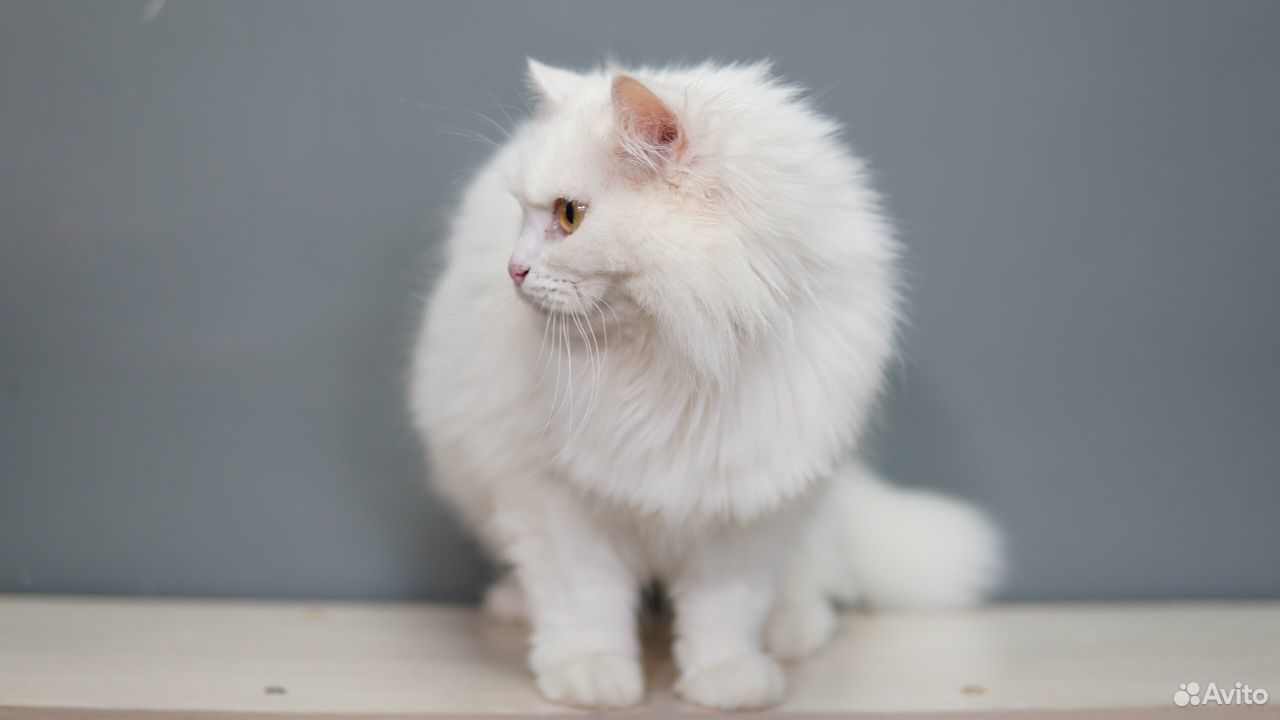 Кошка Лекси