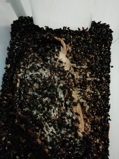 Жук знахарь