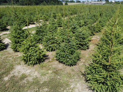 Ель сербская 1-1,2м