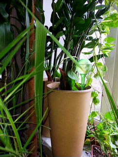 Замиокулькас. Комнатные растения