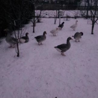 Домашнее птицы