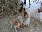 Собаки щенки русской борзых объявление продам
