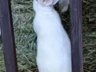 Кролики породы паннон объявление продам