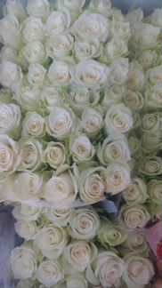 Белые Розы Athena 40 см. Поштучно