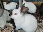Кролики Серебро, Калифорния