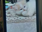 Кошка кёрл с пушистыми котятами объявление продам